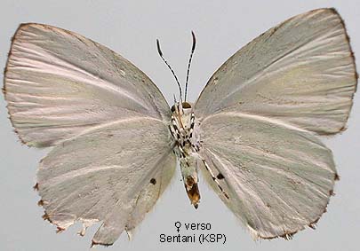 Philiris Innotata Papua Insects Foundation (Lepidoptera/Lycaenidae/Lycaeninae(Philiris ...